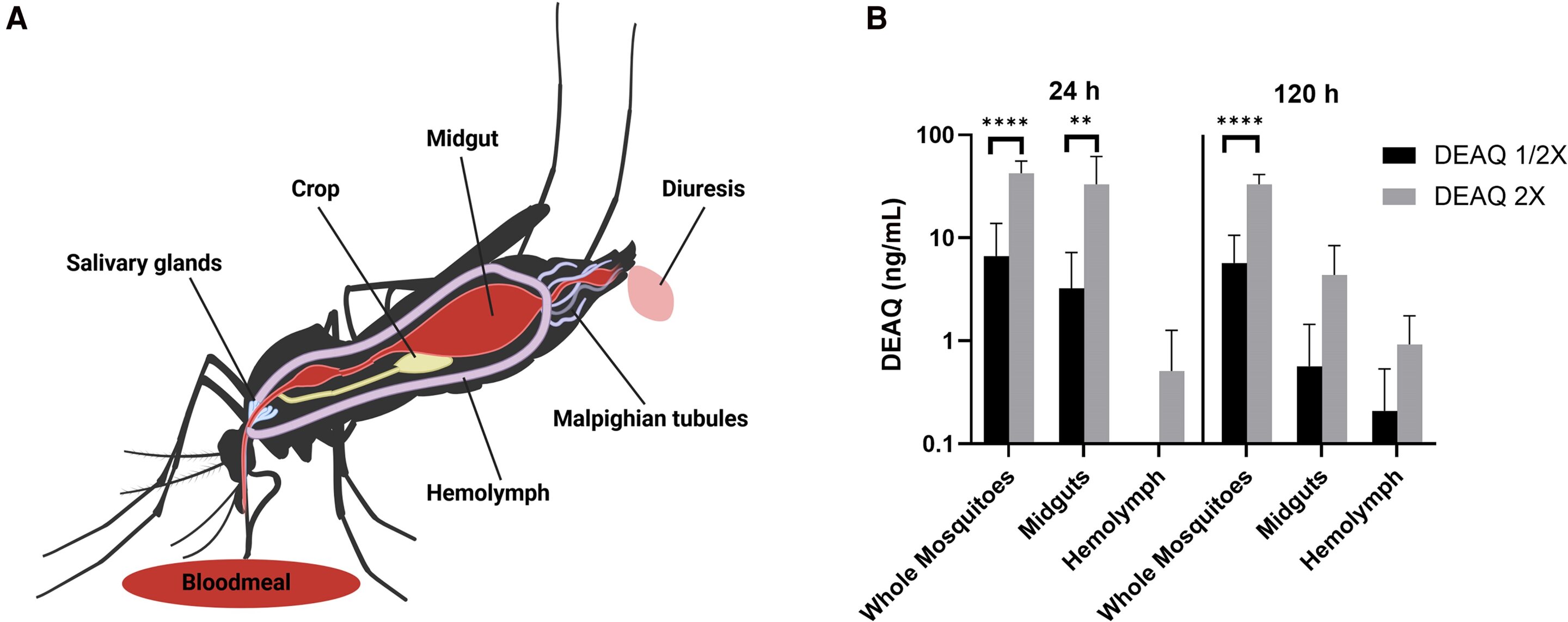 Antimalarial drug persists in mosquitoes for days, potentially exposing developing parasites