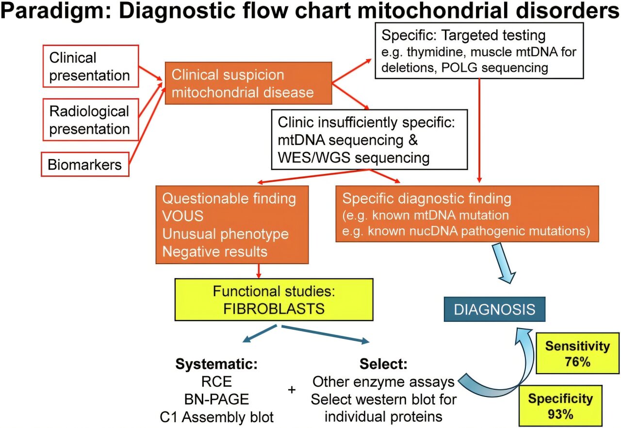International study validates less invasive approach to diagnosing mitochondrial disease