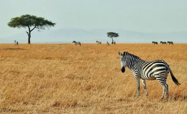 The Zebra links with AI assistant Muse for faster quotes