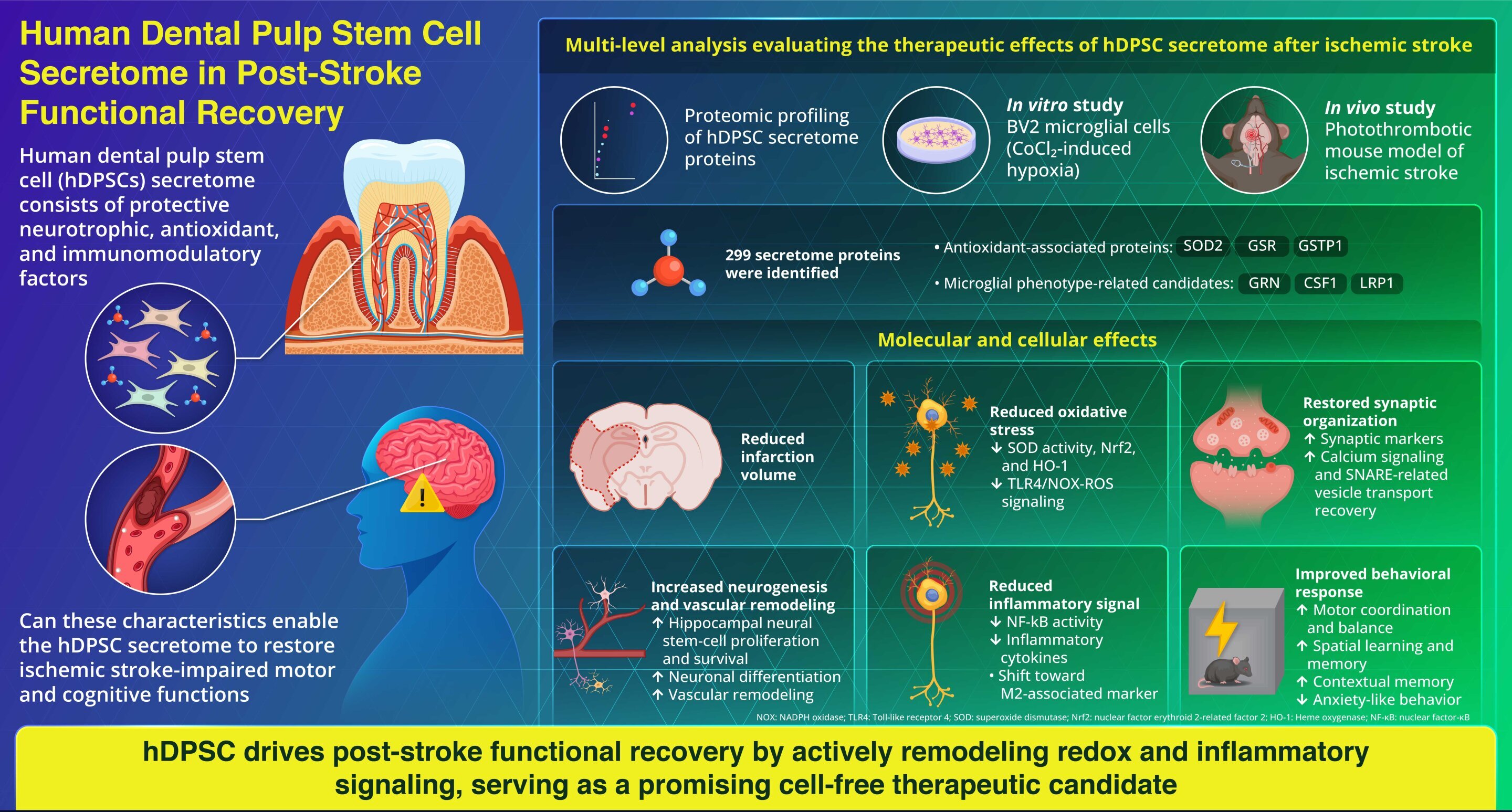 Cell-free treatment reduces brain damage and improves recovery after stroke in mice