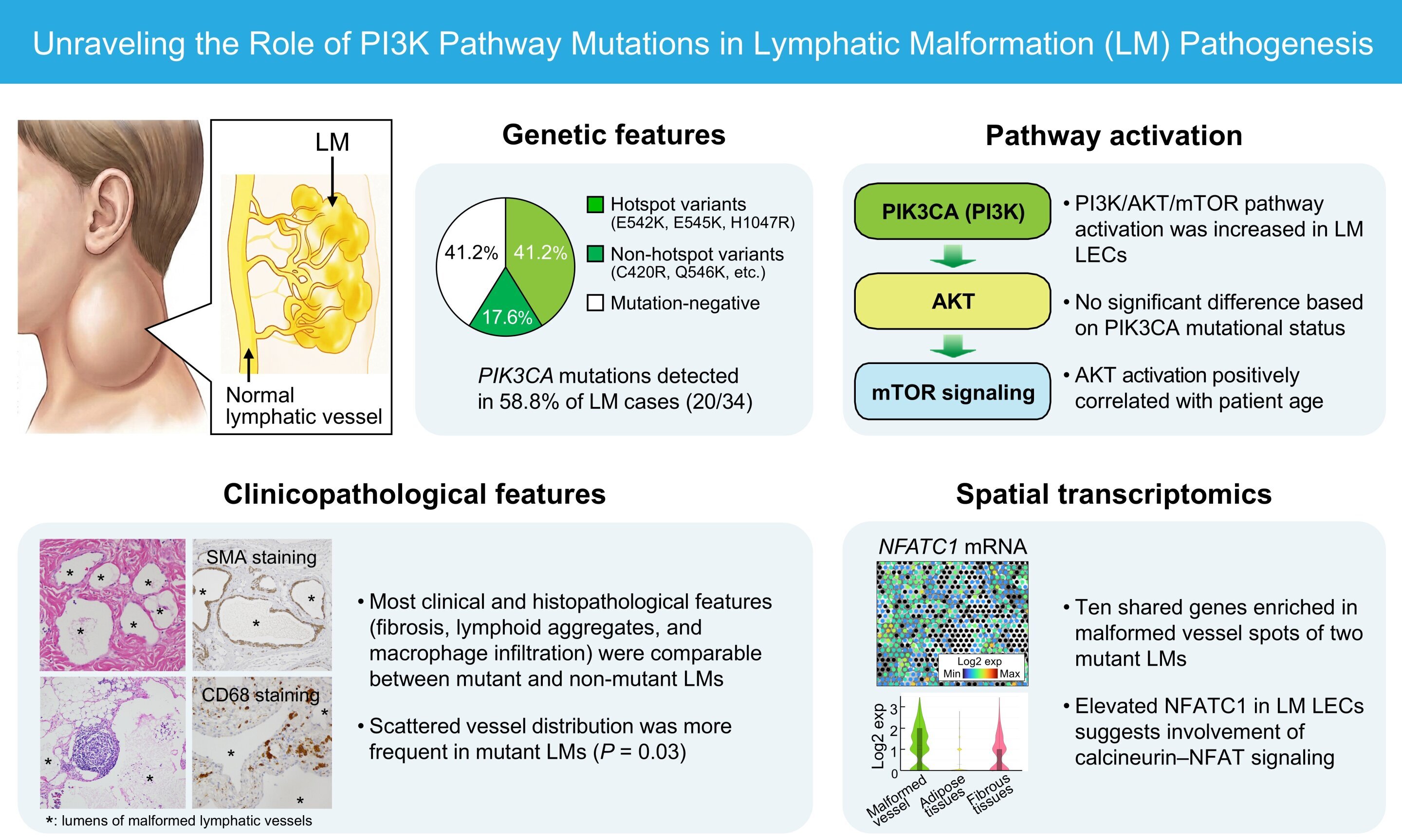 Abnormal lymph vessels show heightened growth signaling regardless of key gene mutation