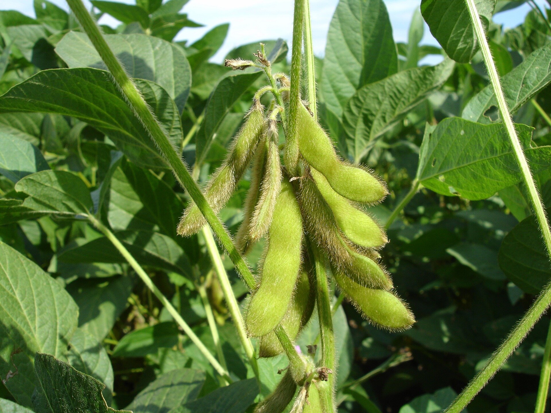 Locally grown crops could expand access to childhood malnutrition treatment