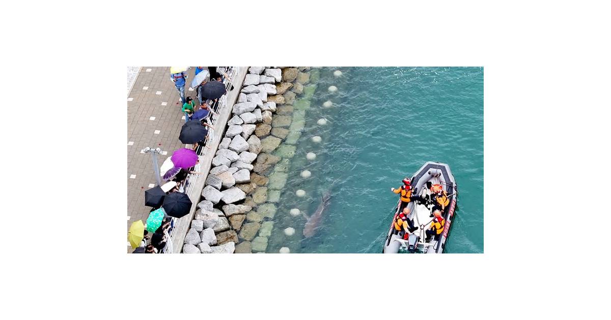 Stranded Shark Draws a Million Visitors in Korea, Boosts Retail