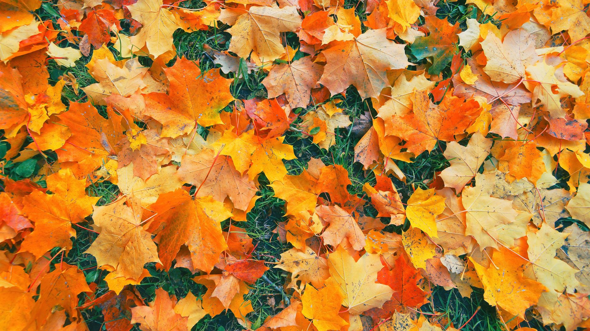 Don’t clear those fallen leaves: The free fall hack that stops weeds in their tracks