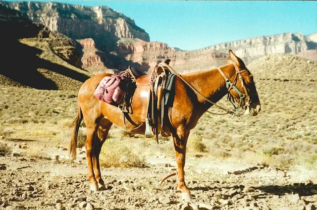 Banks risk missing mule networks beyond the first hop
