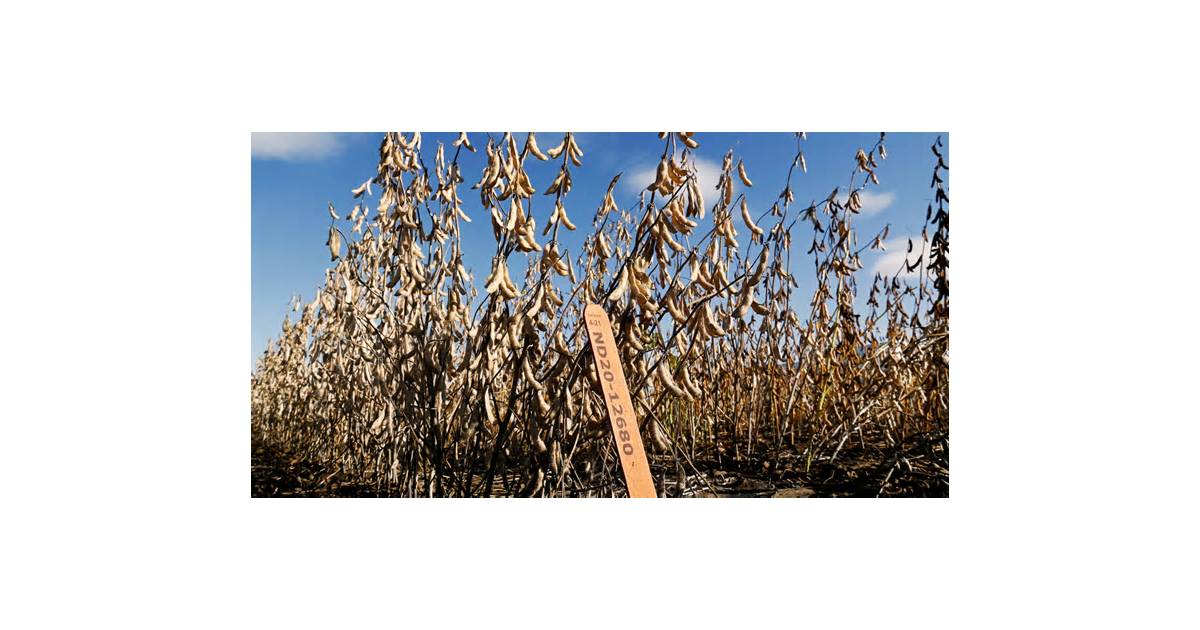 North Dakota rides soy boom, fueled by biofuels and China
