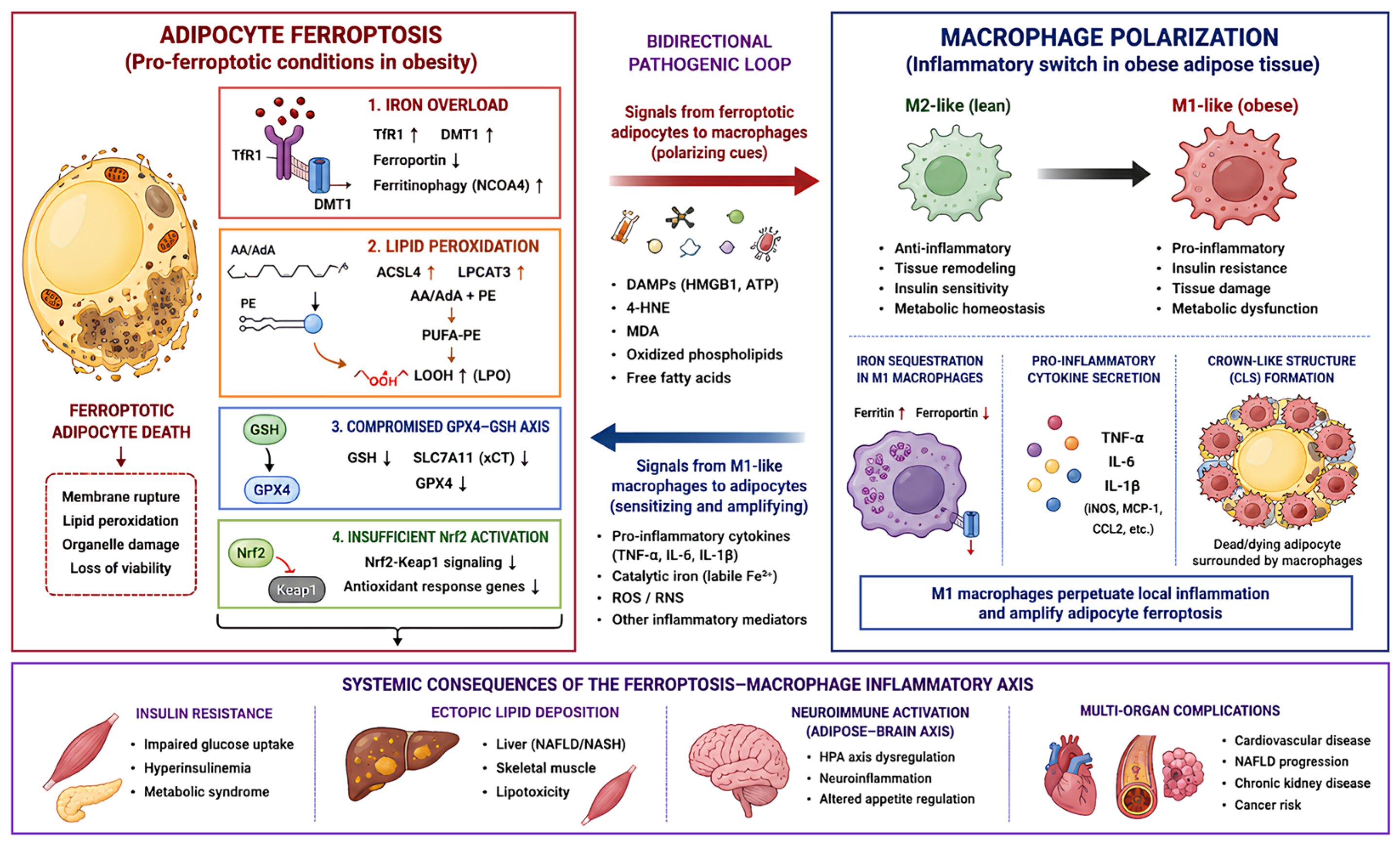 Dying fat cells may trigger self-amplifying cycle of inflammation in obesity
