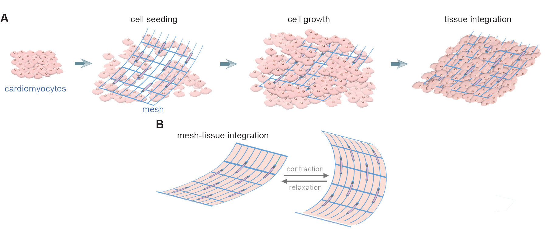 Ultrathin mesh harvests energy from human heart cells to generate electricity