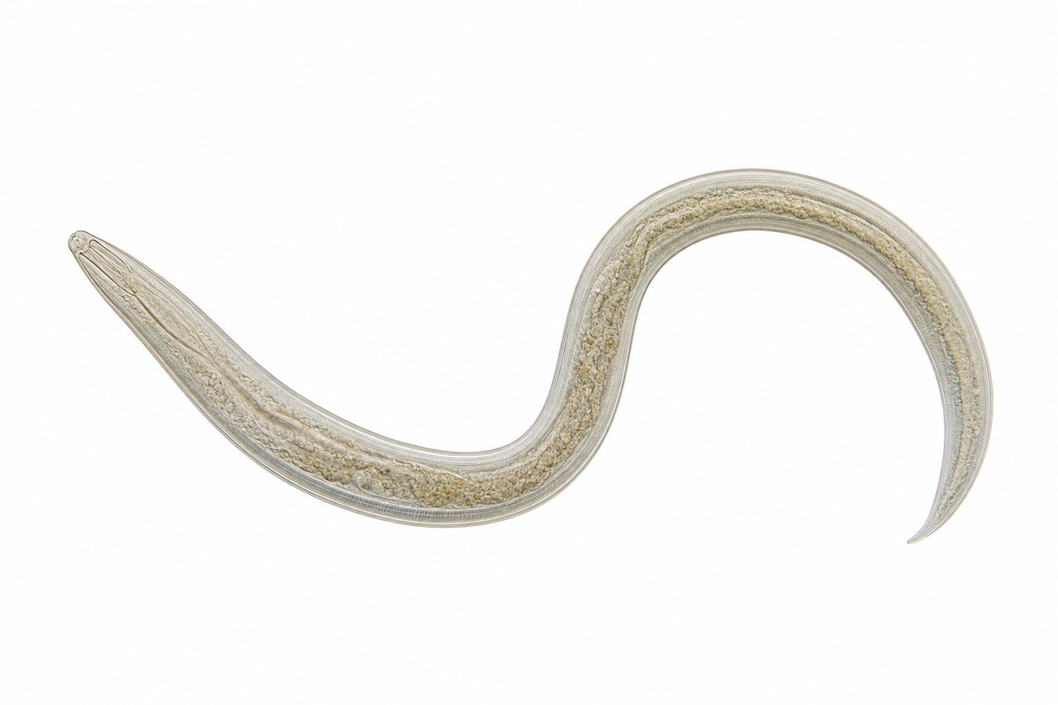 Parasitic worms could hold the key to treating immune system diseases