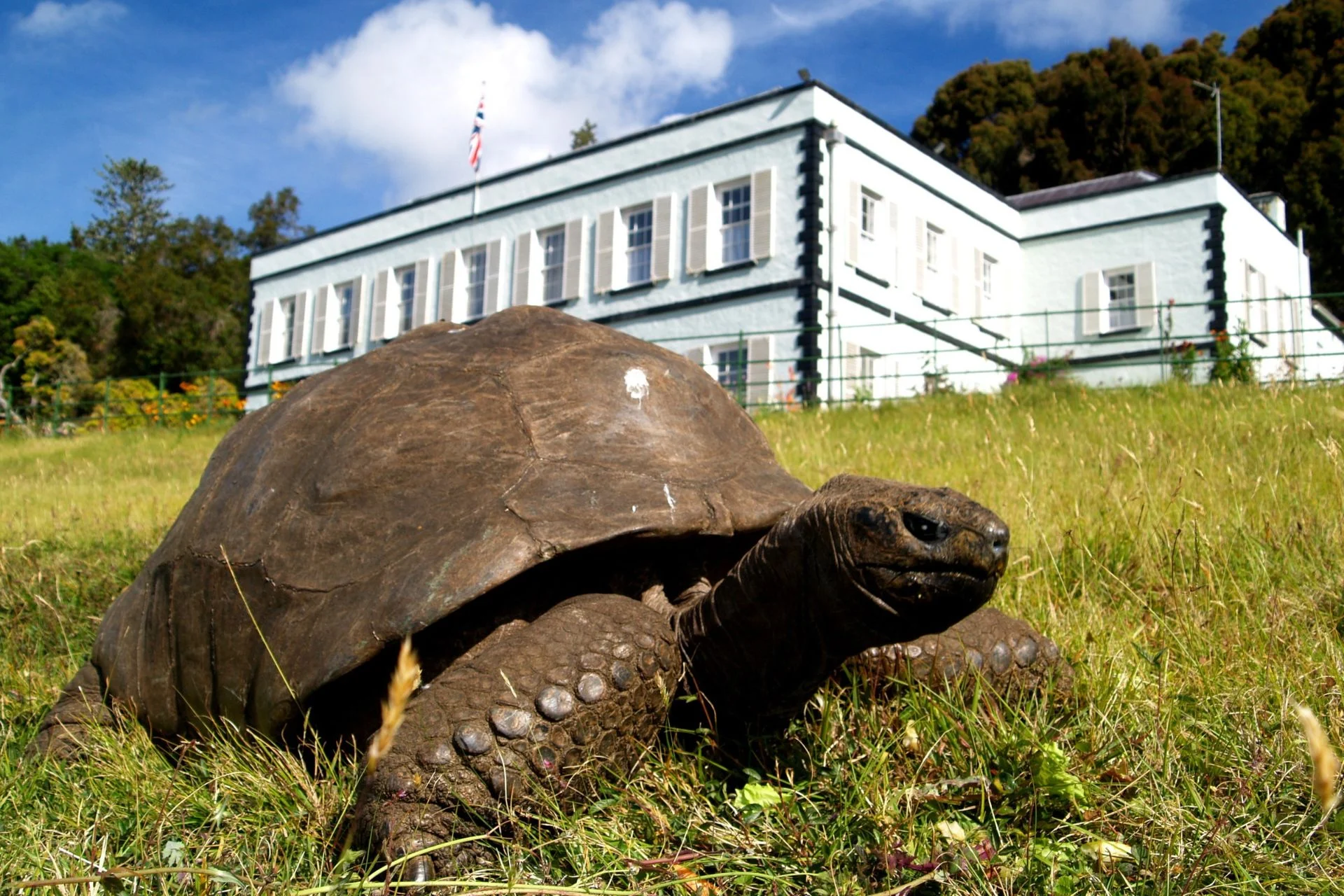 Jonathan the Tortoise Has Survived 2 Centuries and a Fake Death. Now Scientists Are Unraveling His Anti-Aging Secrets