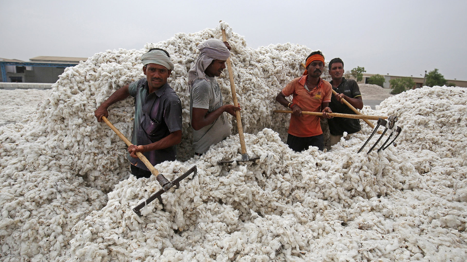 Better Cotton Farmers Cut Synthetic Nitrogen 69 Percent in Five-Year Audit