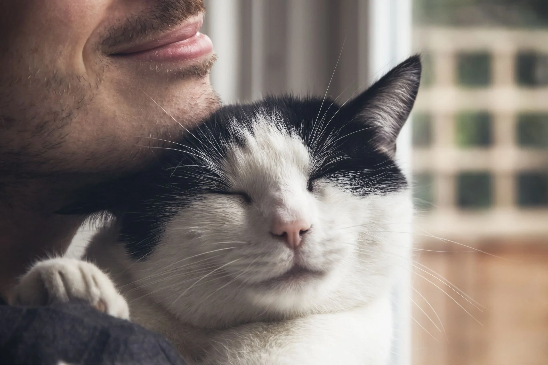 One in 15 Cats Are Carrying a Diarrhea-Causing Parasite, Study Shows