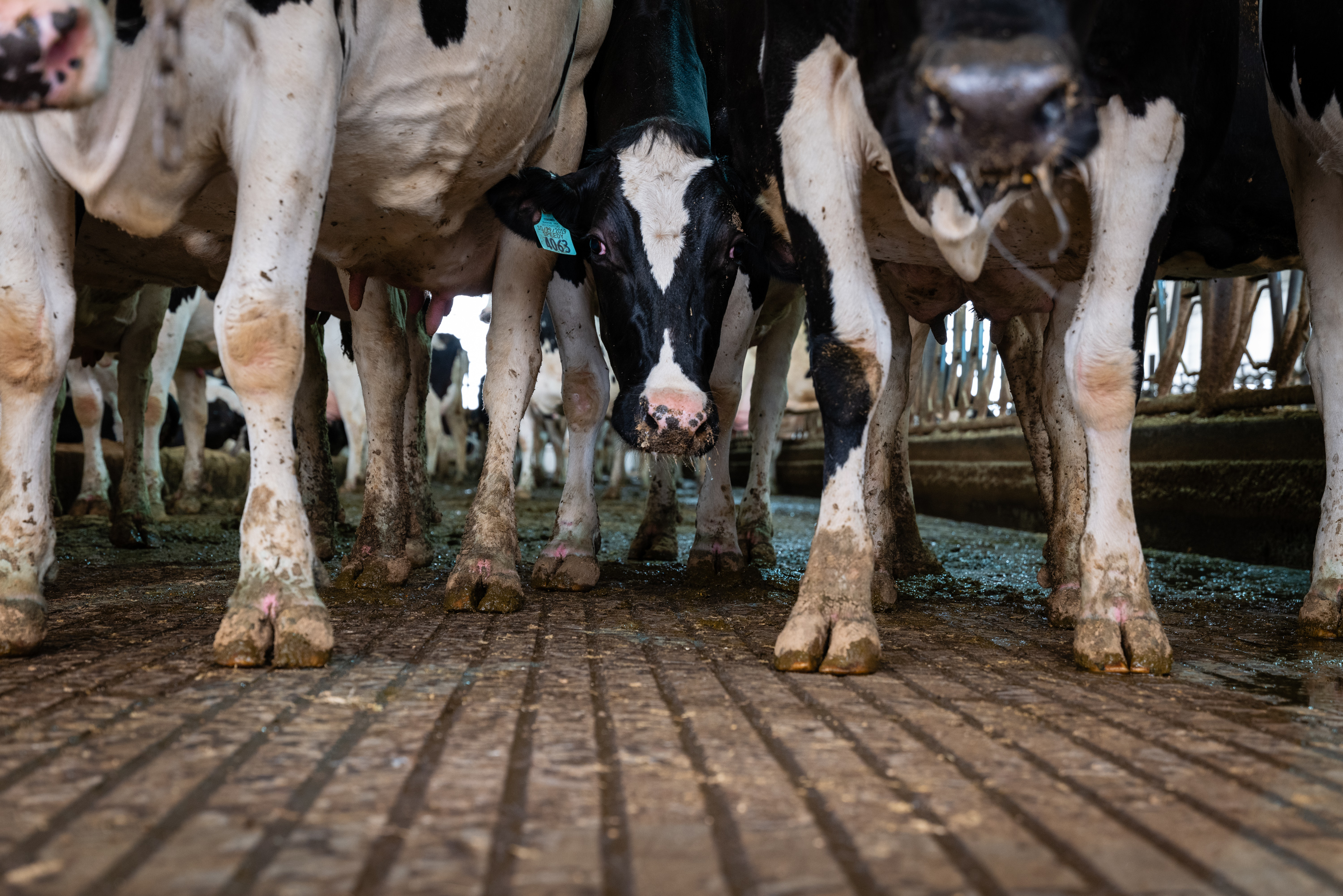 Pediatricians renew call to ban raw milk as anti-science rhetoric reigns