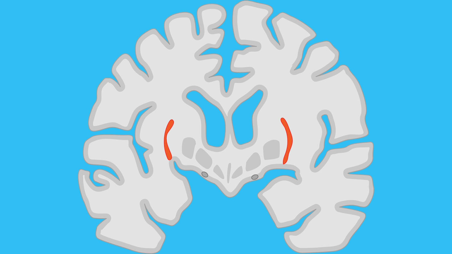 Recordings from hidden brain region reveal clues to how we handle uncertainty