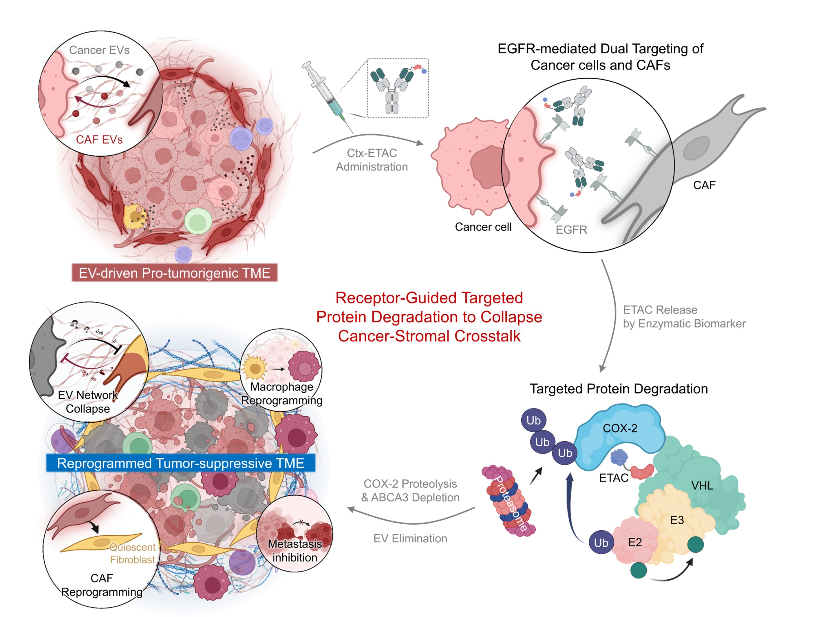 Experimental cancer treatment disrupts cell communication to suppress tumor growth in animal tests