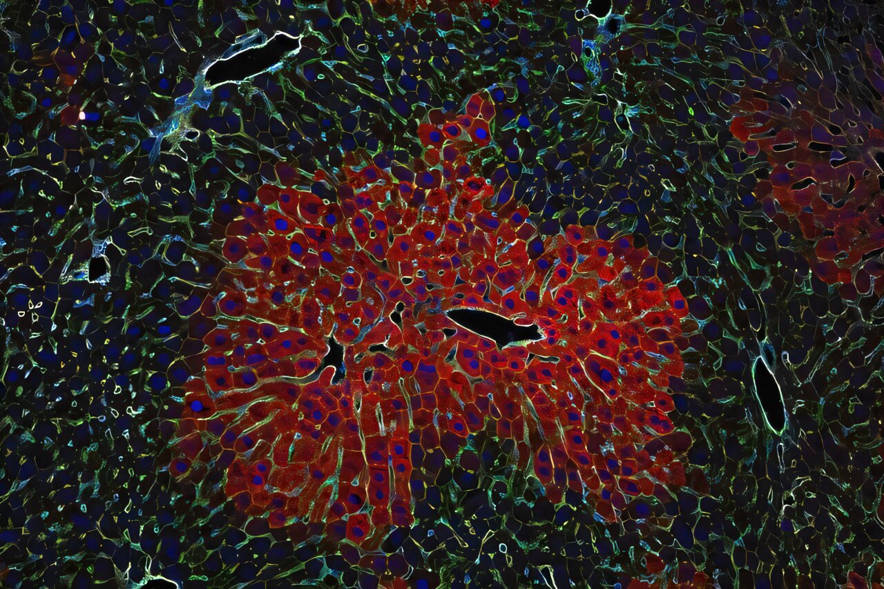 Blood flow directs signals that assign liver cells their jobs, mouse study finds