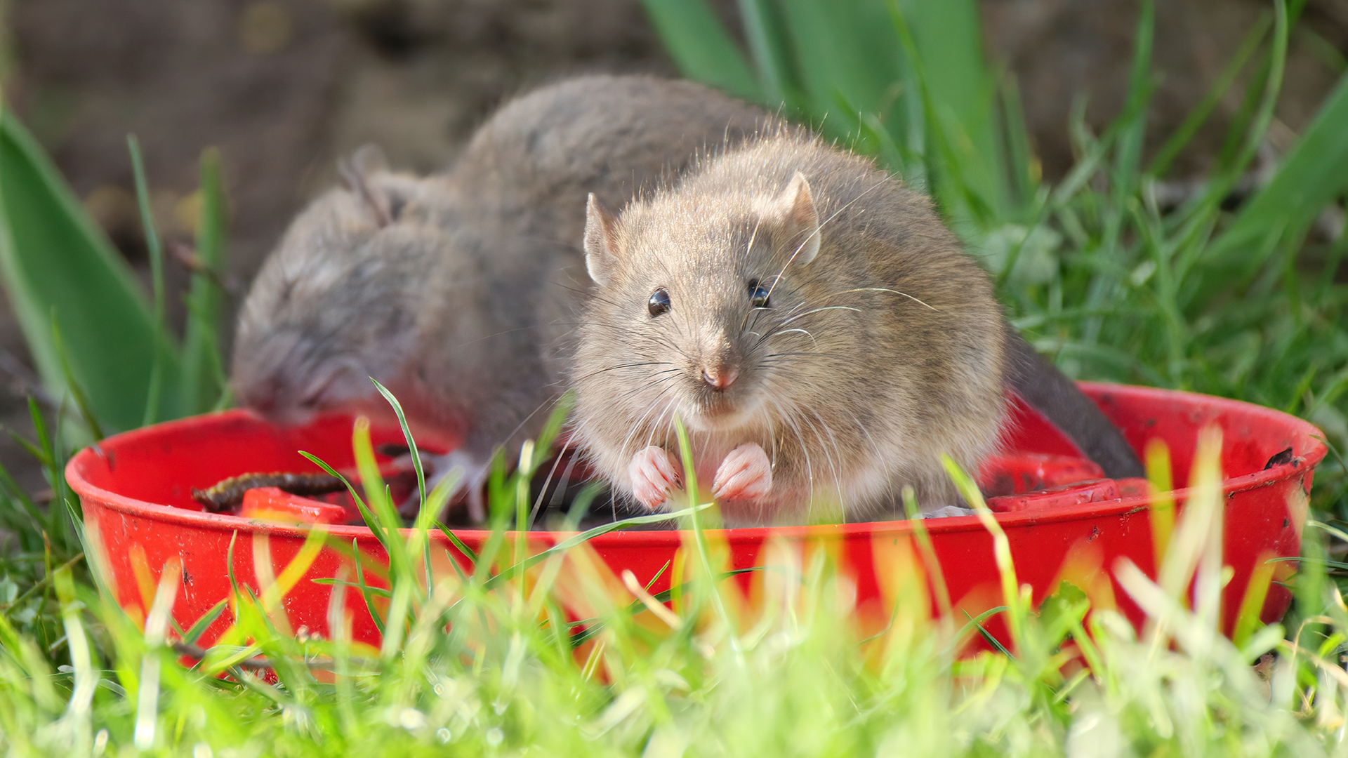 Homeowners urged to clear this one thing in their yard to prevent rats this fall