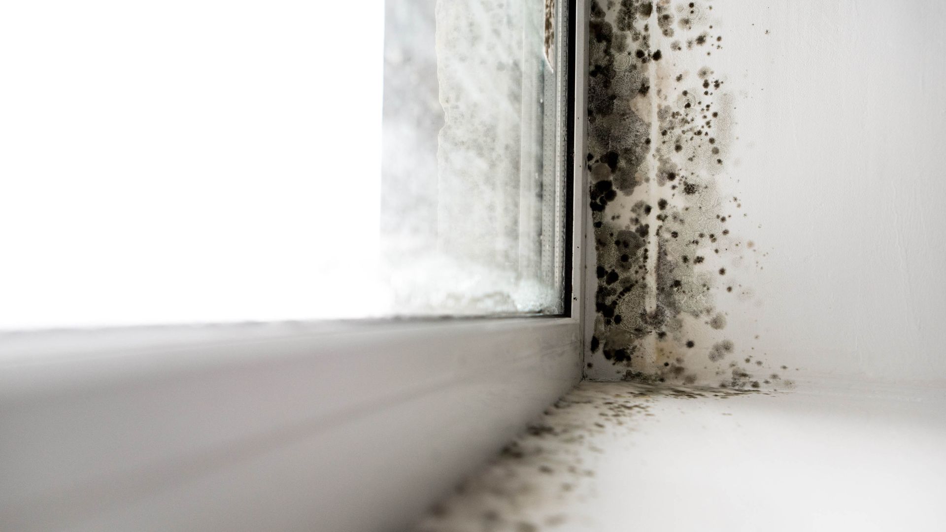 Is your bathroom harboring black mold? An expert shares 3 telltale signs and how to fix them