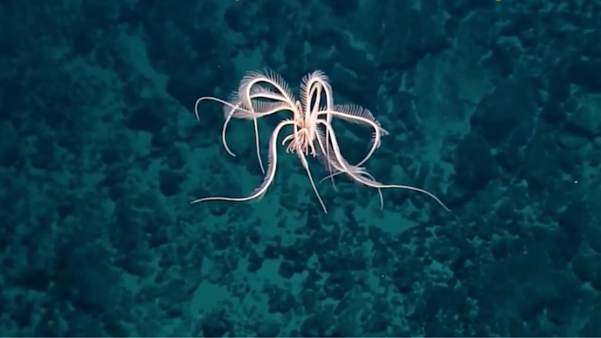 Video: Feather star-inspired robot moves underwater with just two actuators