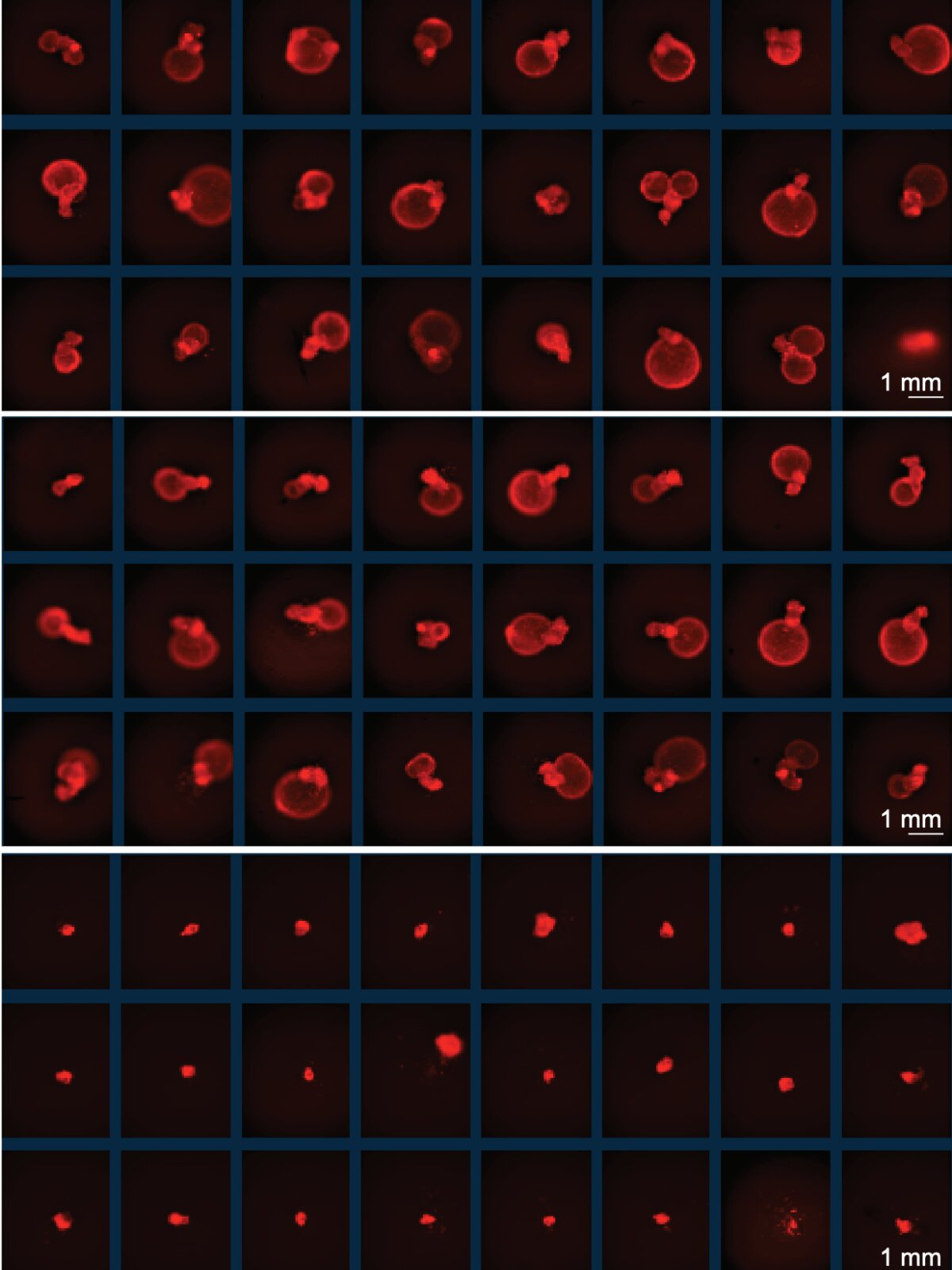 Ancient viral DNA helps embryonic stem cells grow—and cancer hijacks the same switch