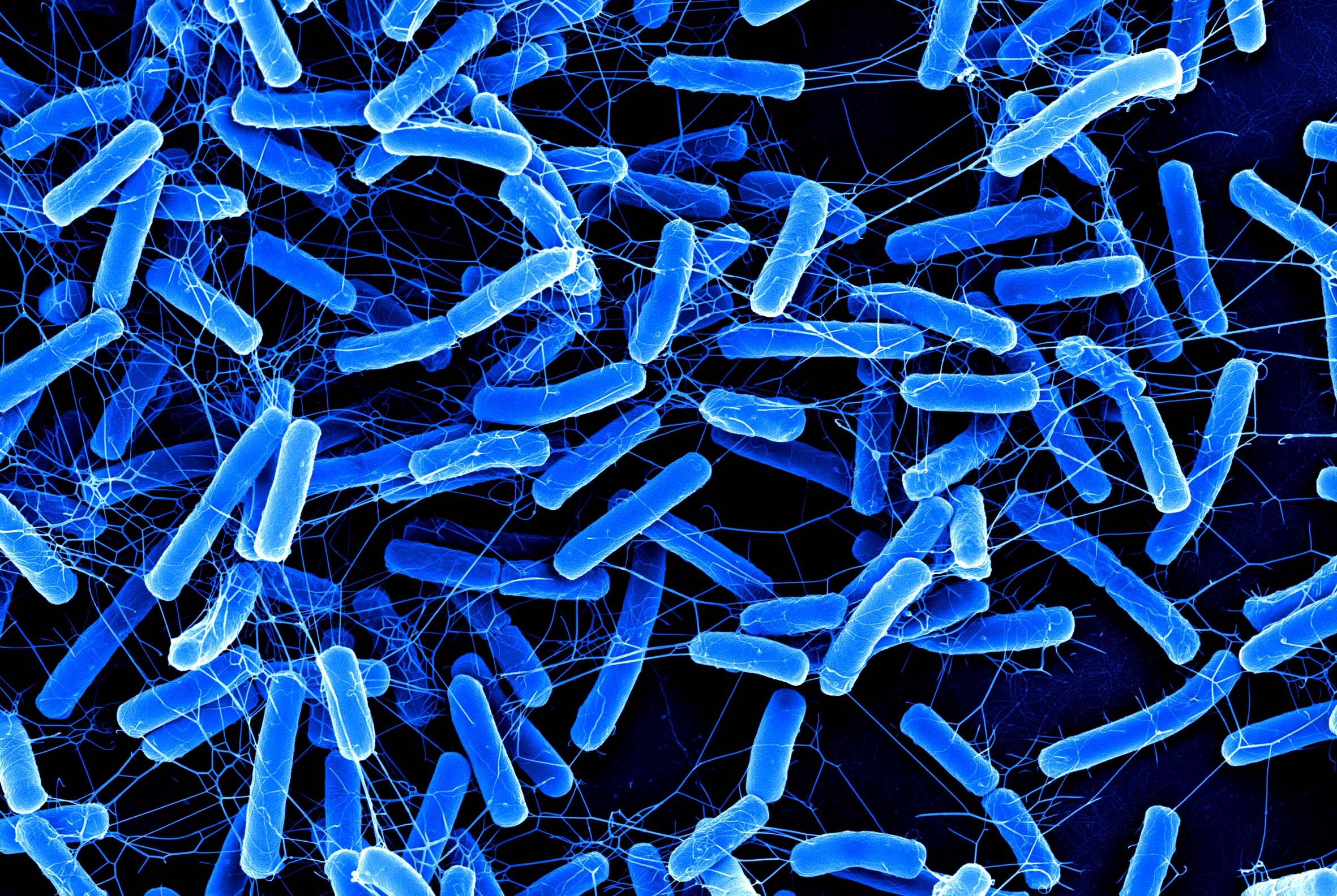 Natural compound shows promise against C. difficile while largely sparing healthy gut bacteria