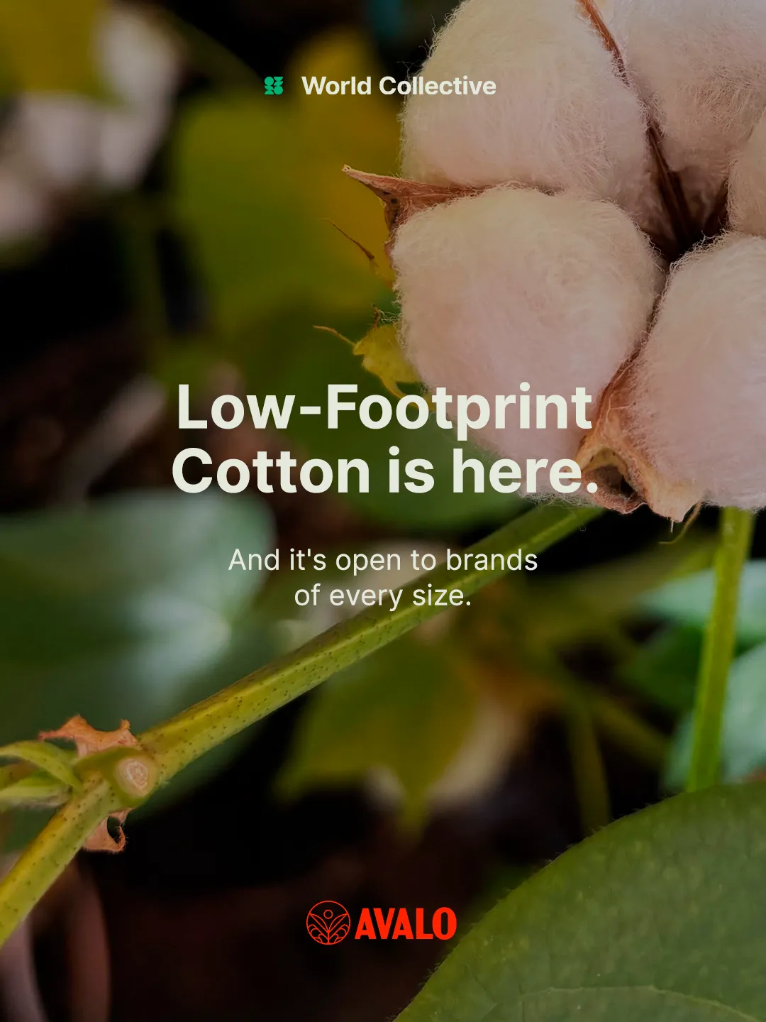 No Small Brand Left Behind: Avalo and World Collective Launch Demand Pooling Campaign