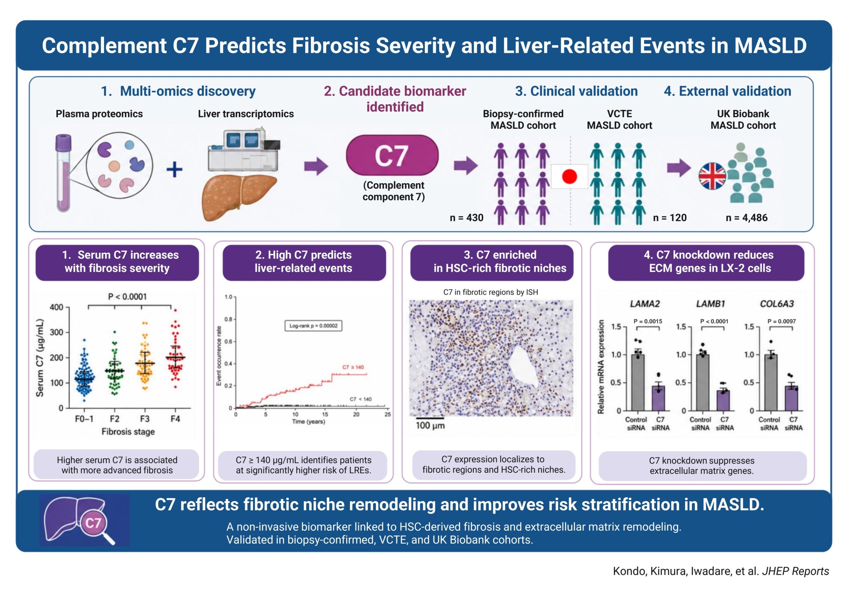 Serum C7 levels predict liver-related events in metabolic fatty liver disease, study finds