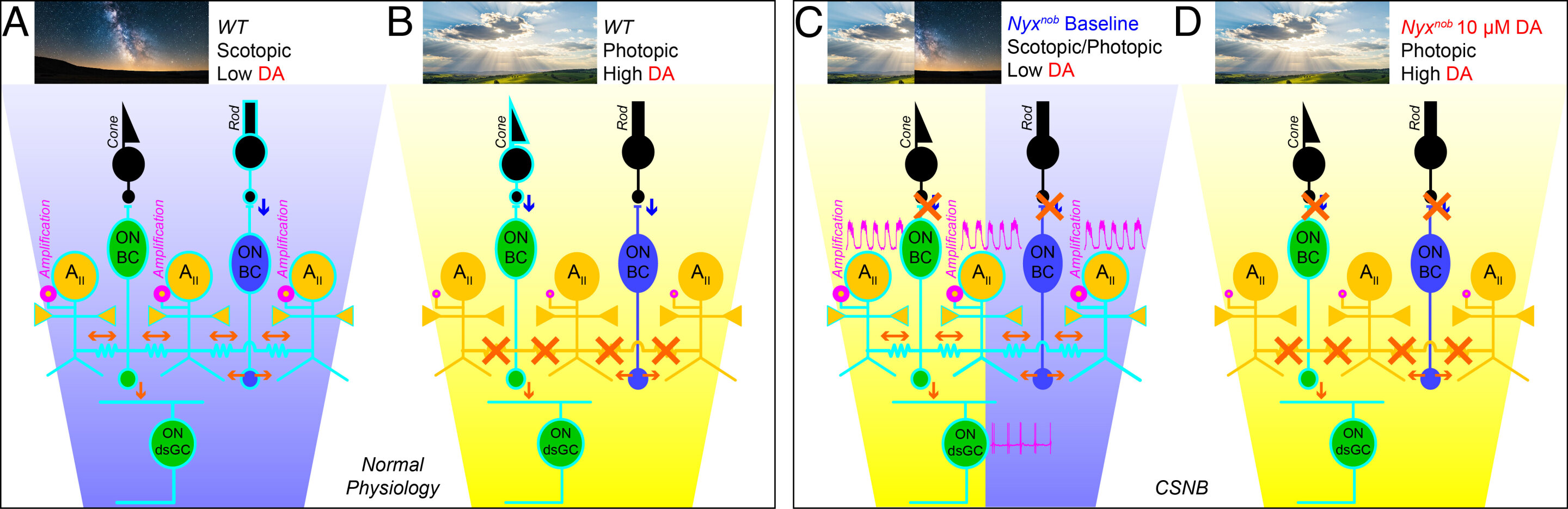 Involuntary eye movements could be targeted by restoring retinal dopamine, mouse experiments suggest