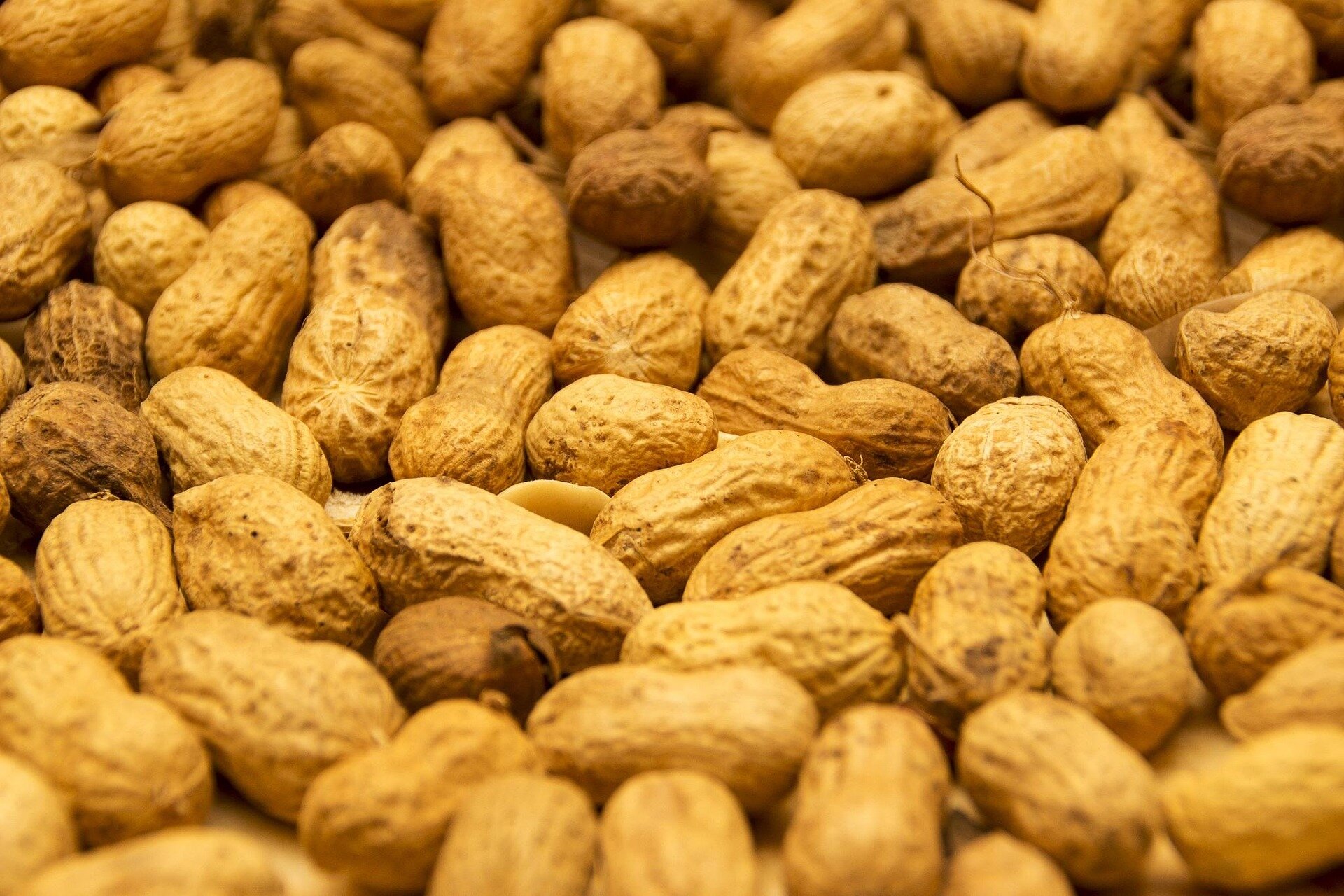 Peanut consumption affects the lipid profile circulating in the blood