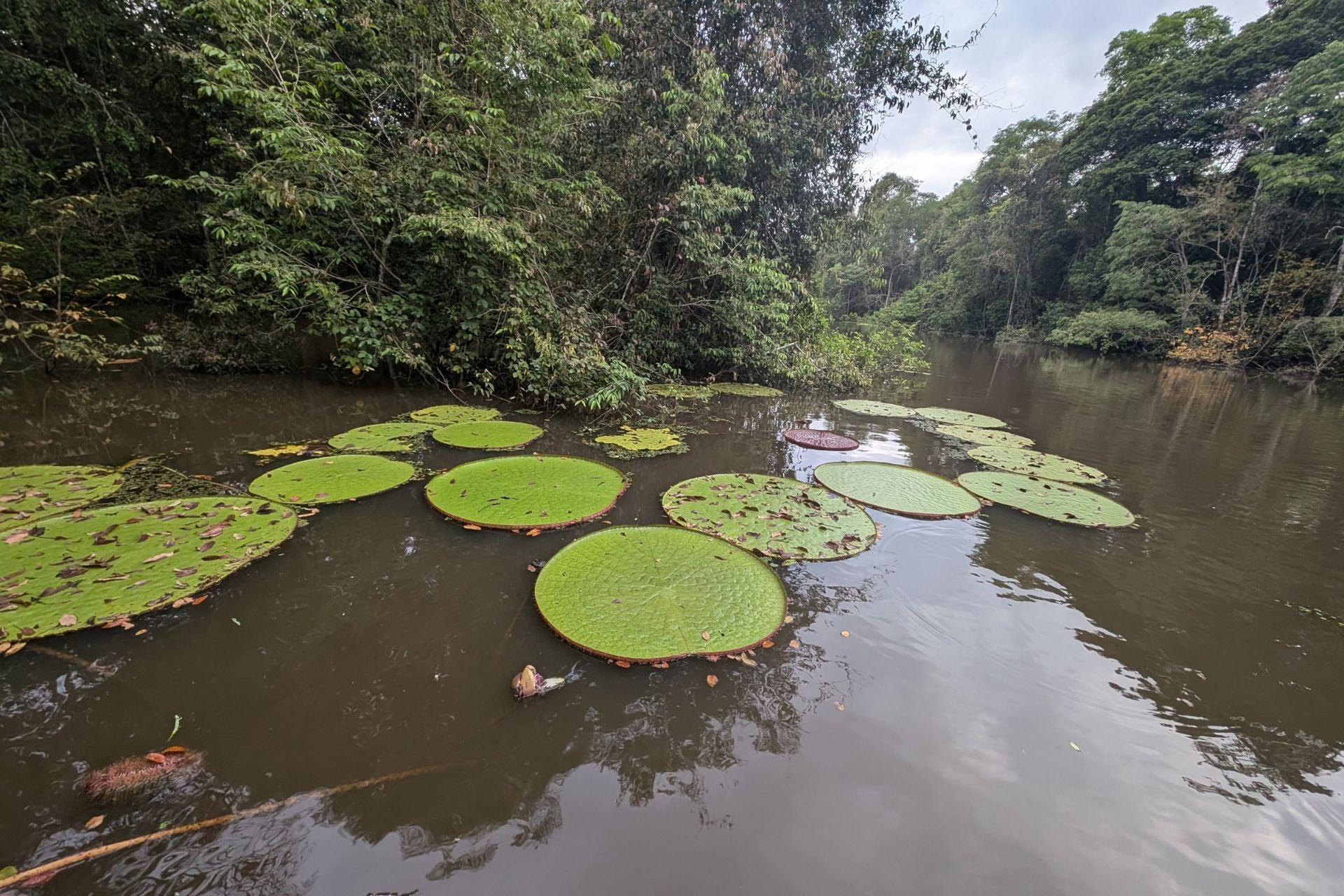 Someone Posted an Instagram Selfie. Scientists Spotted a Giant New Species in the Background