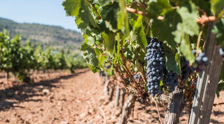 Australia’s Grape House Group Goes into Liquidation Owing $43.6 Million