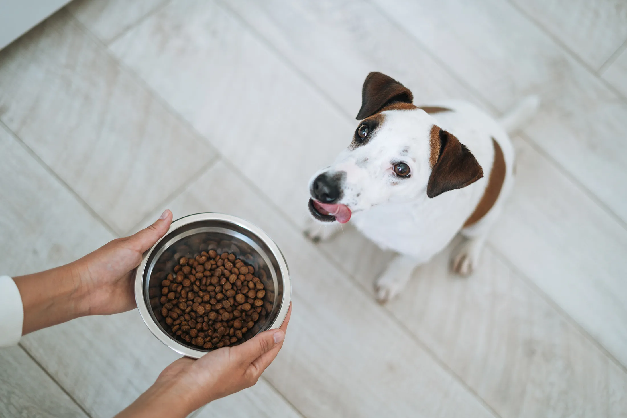 These Cats and Dogs Have the Best Job Ever: Taste-Testing Pet Food for a $17 Billion Industry