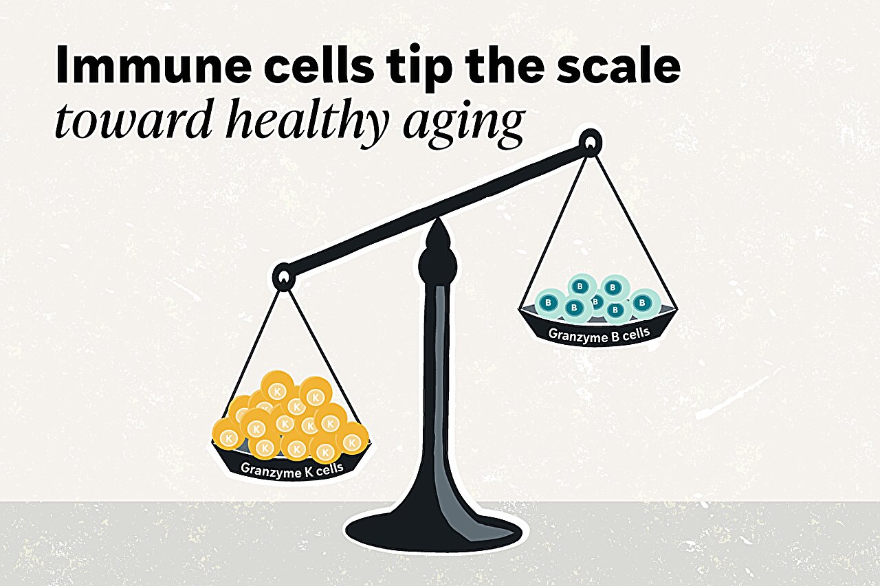 Immune cell map uncovers how individual aging trajectories diverge