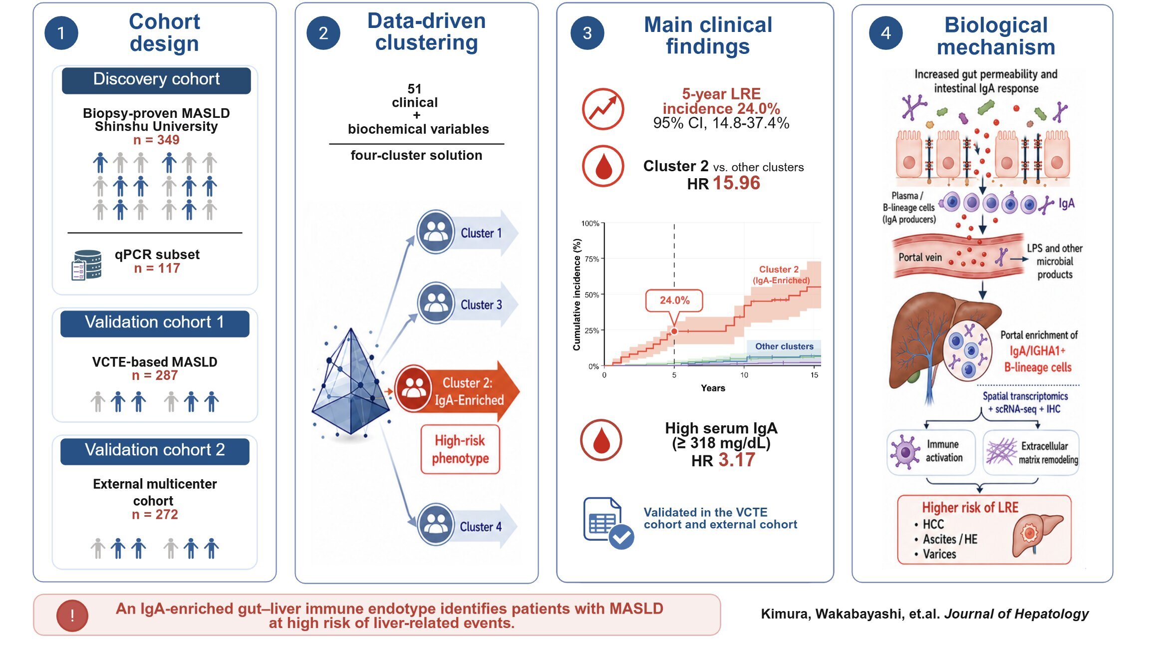 Researchers identify high-IgA MASLD subtype linked to liver-related events