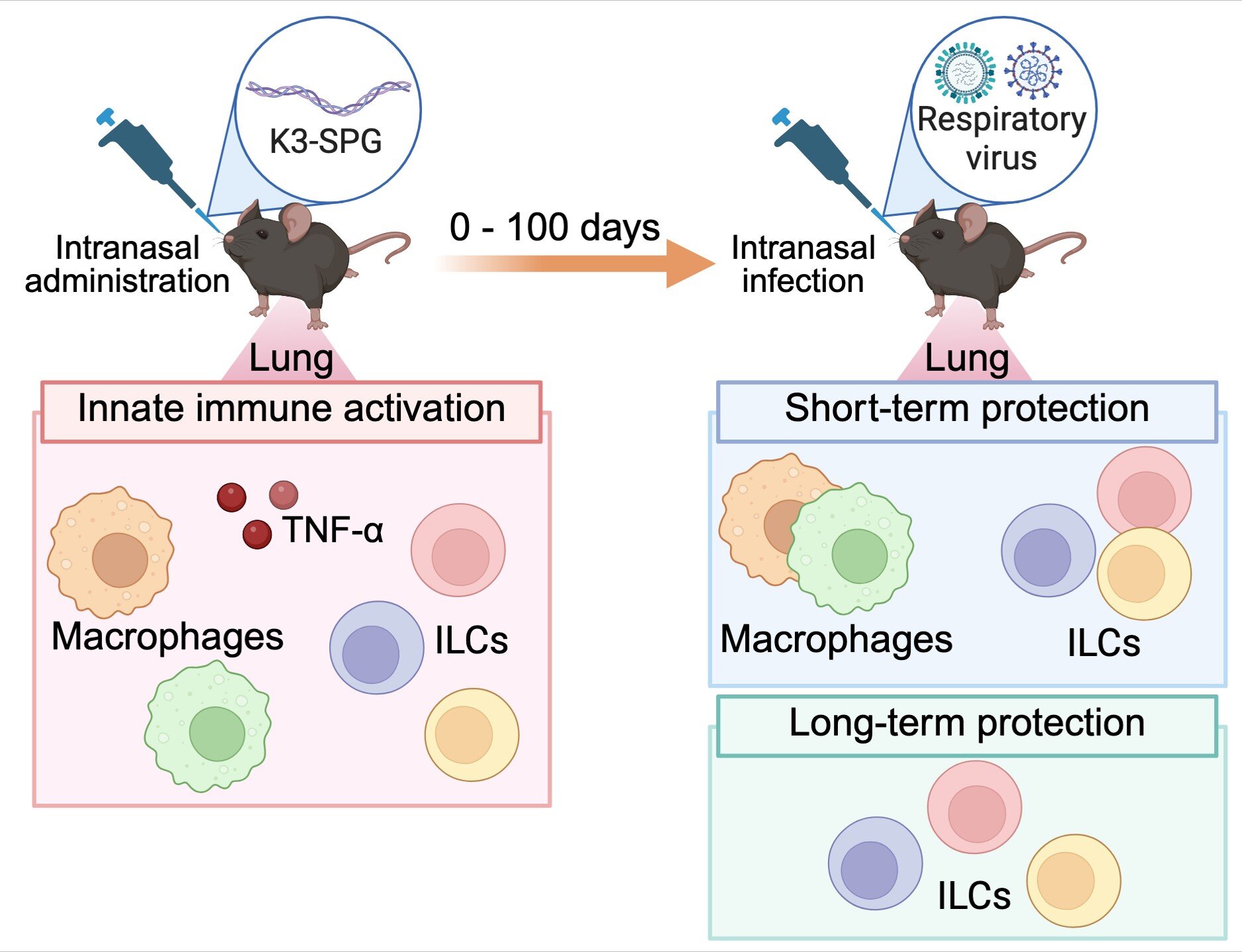 Nasal vaccine additive improves flu survival in mice even 100 days after treatment