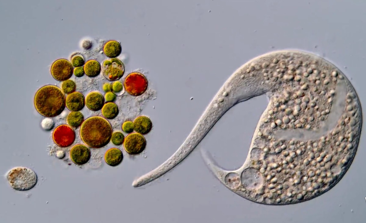 AI disqualification yields new Nikon Small World in Motion winner