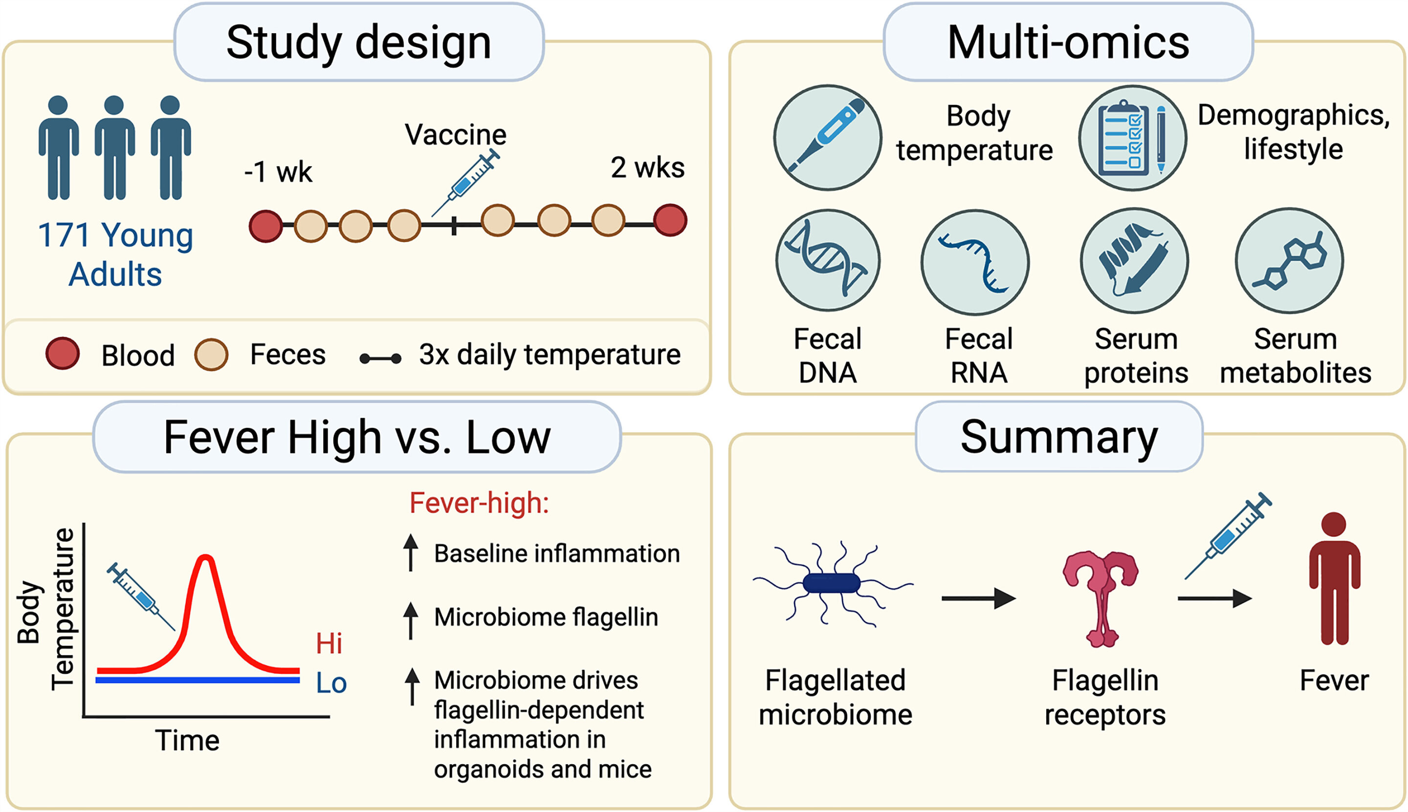 Gut microbes help set the body's inflammatory response to vaccination