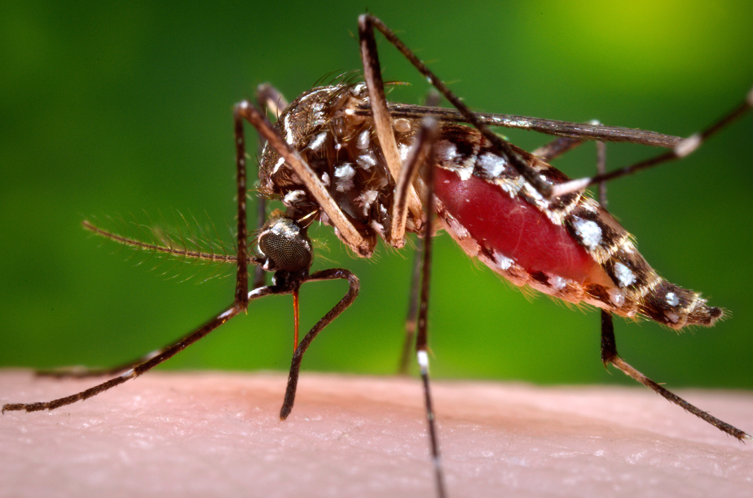 Florida's dengue outbreak is now the largest in a US state in decades