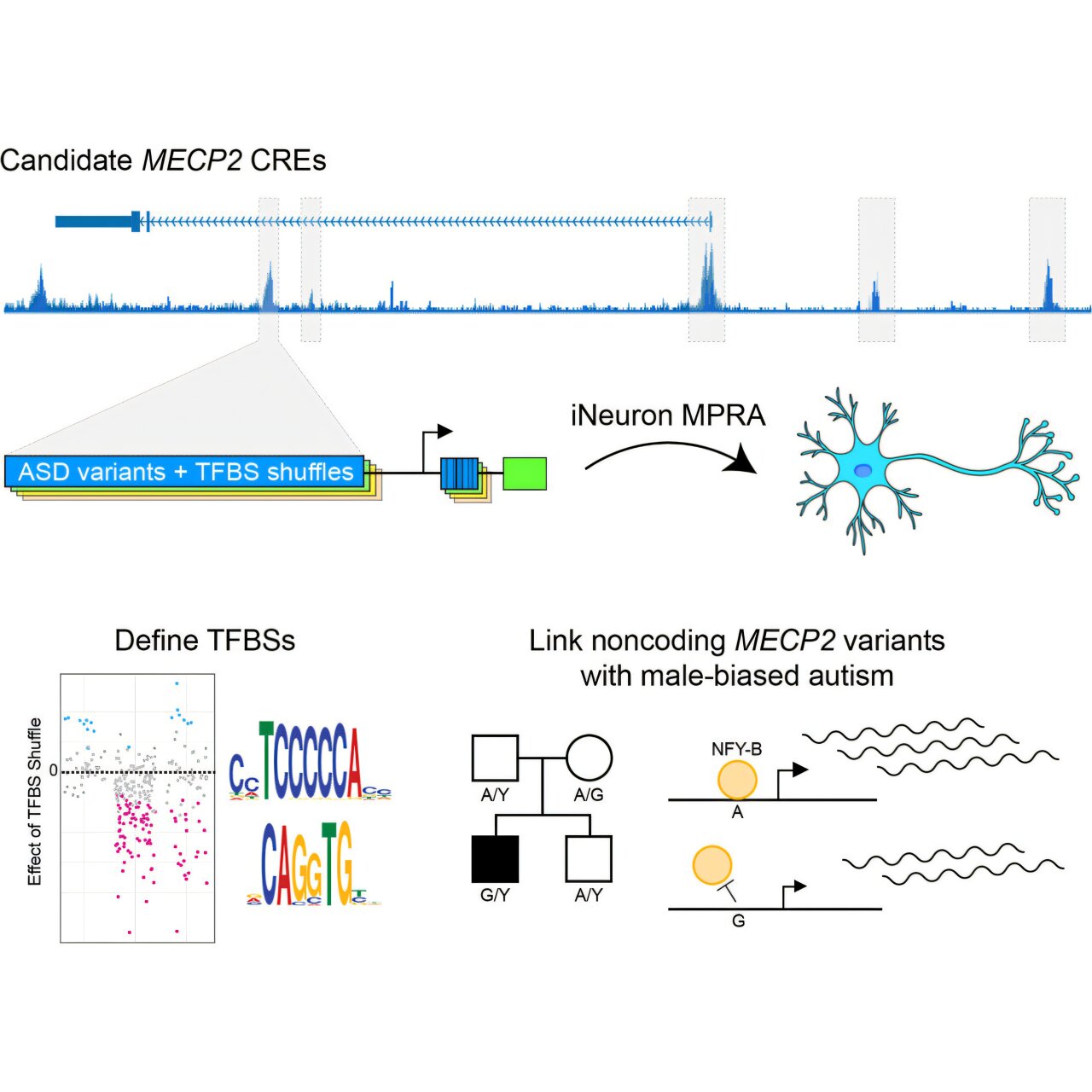 New genetic candidates help explain why autism affects males more often than females