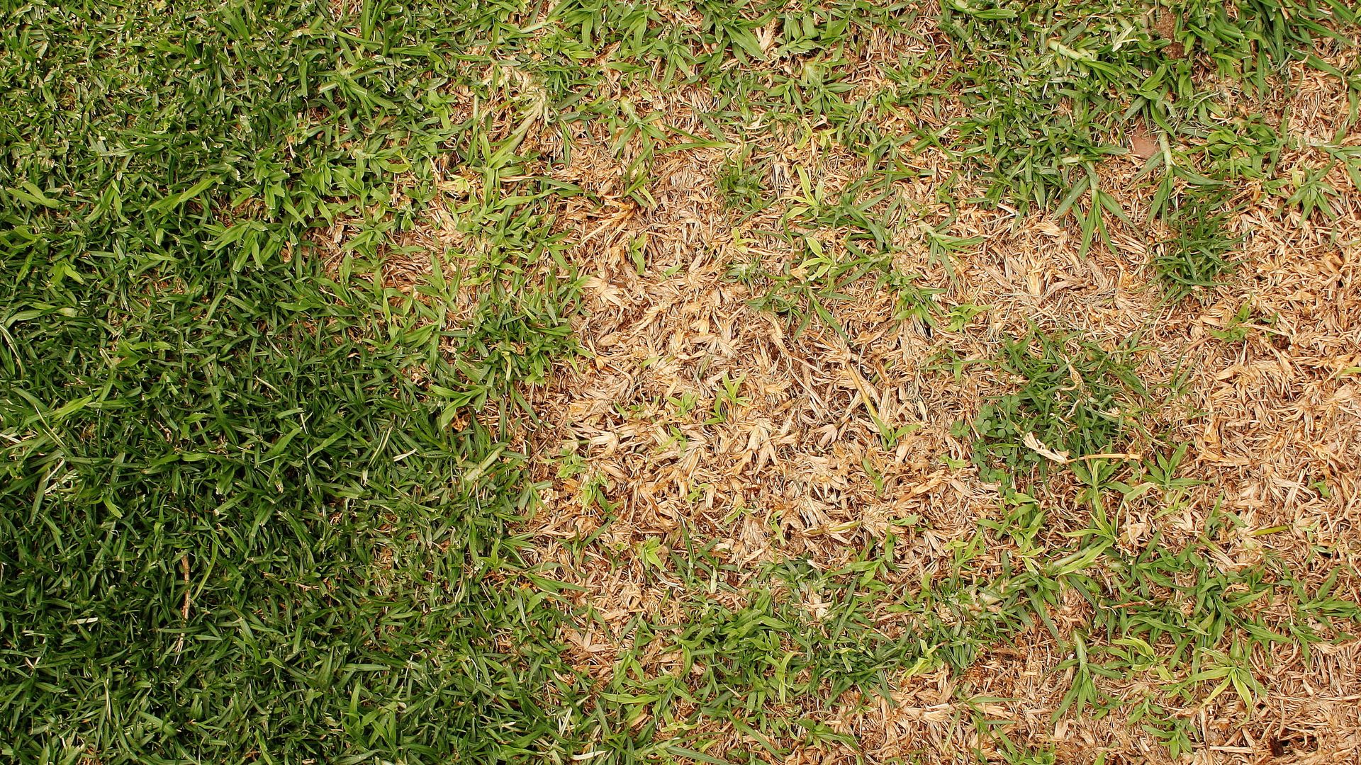 Why is my grass seed not growing? Lawn expert explains why and how to avoid it this fall