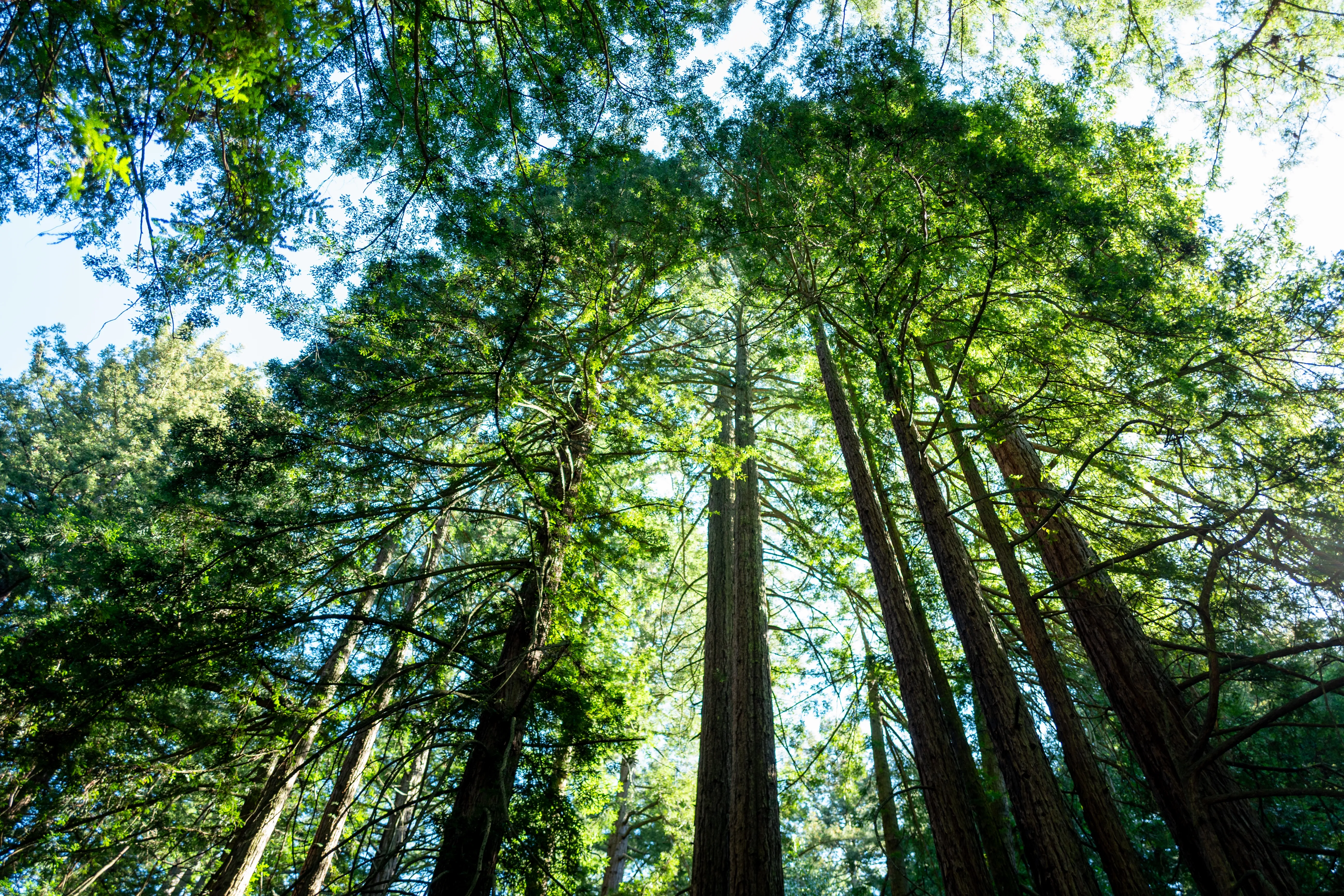 California’s Tallest and Most Iconic Trees Are Getting Heatstroke