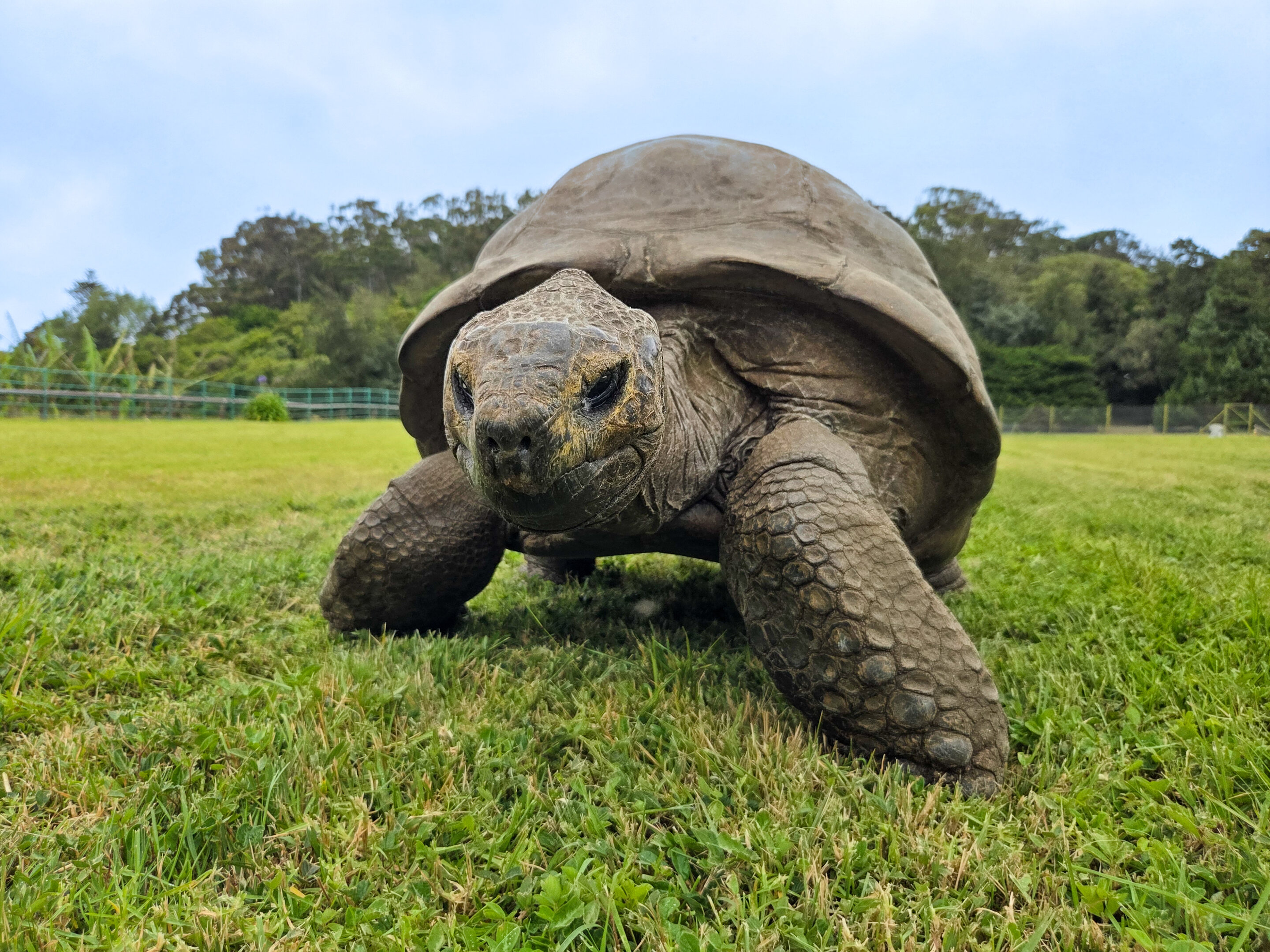 An extremely old giant tortoise named Jonathan may hold the secret to a long, healthy life