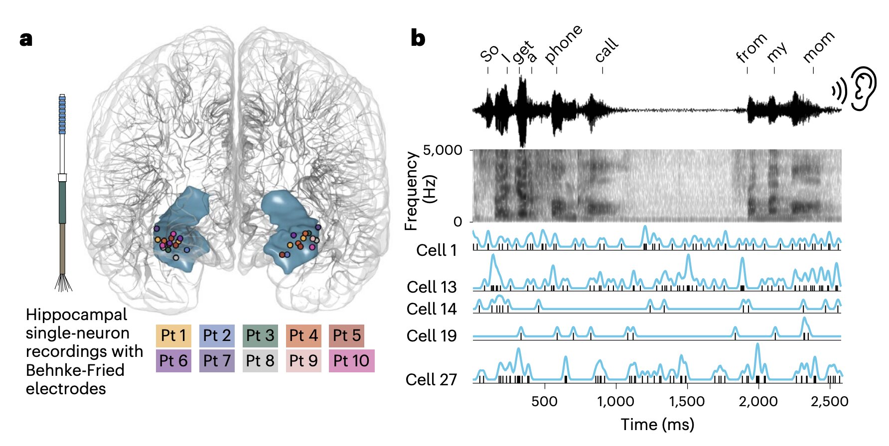 LLM-inspired study sheds light on how brain cells encode the meaning of words
