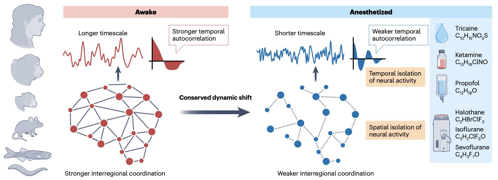 Anesthesia produces shared neural activity patterns across six species