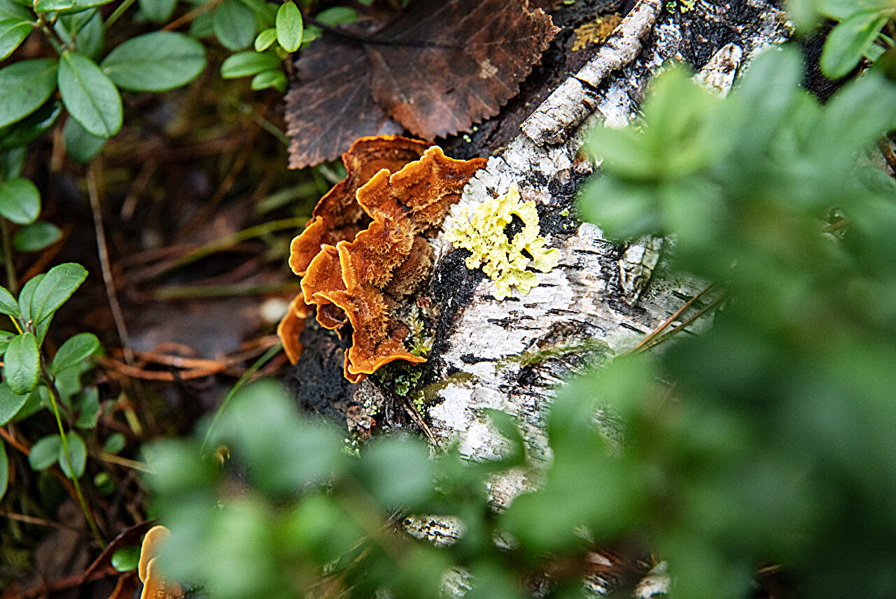 Rewilding urban home yards may benefit human microbiome and inflammatory response in just three months