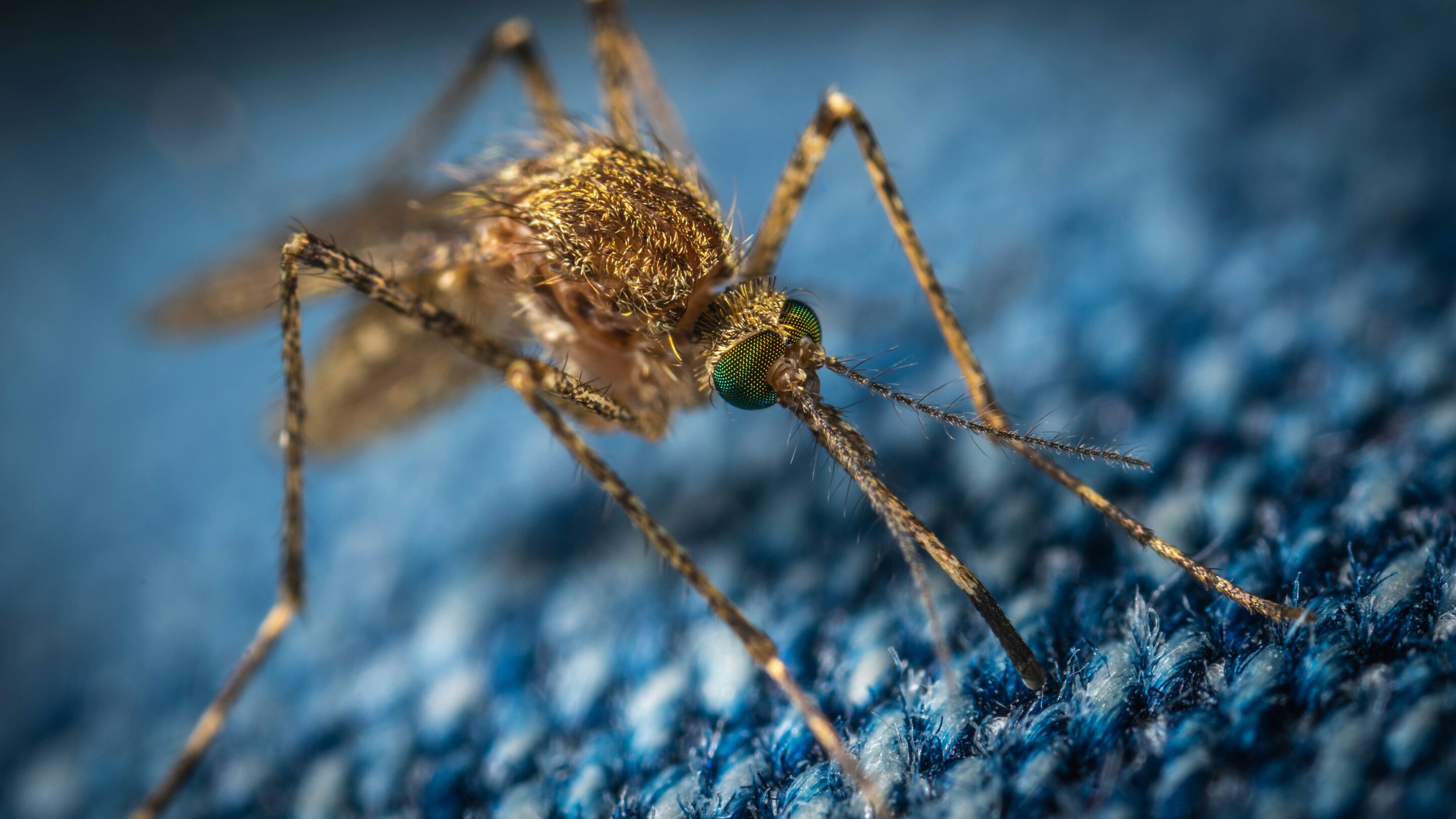 AI-powered device can fight against malaria by detecting and repelling mosquitoes