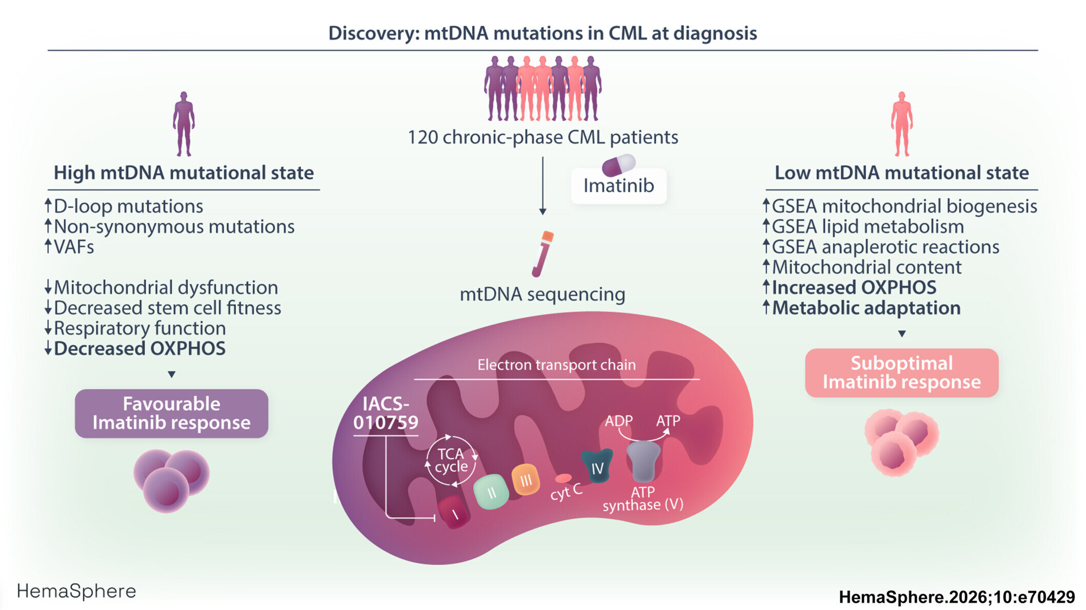 More active mitochondria may help chronic myeloid leukemia cells withstand treatment