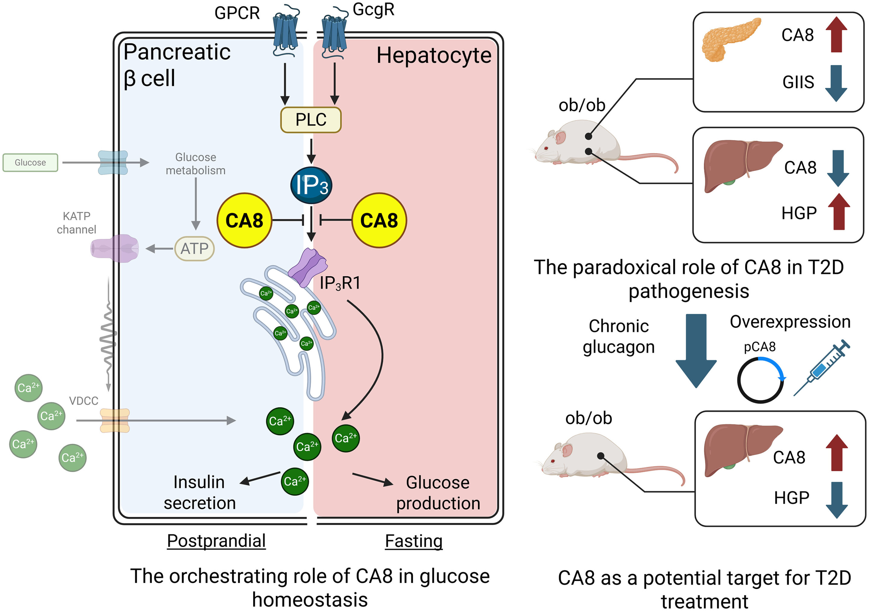 Shared signaling regulator may link liver and pancreas dysfunction in type 2 diabetes