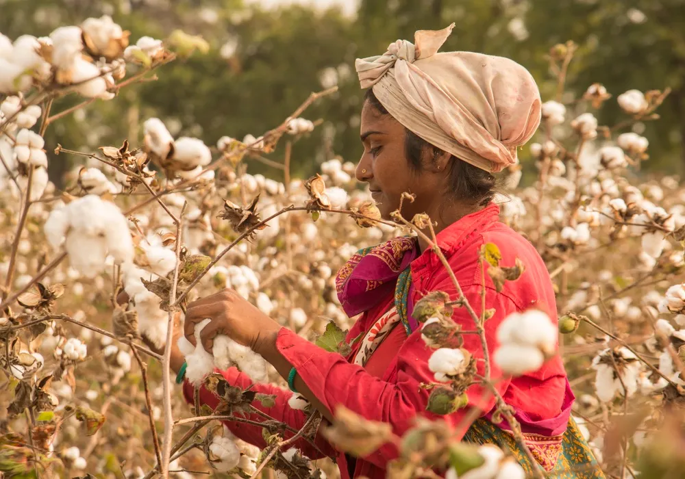 Better Cotton Initiative Becomes a Regenerative Standards System