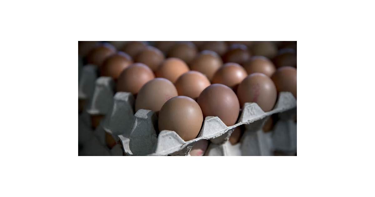 Top Australian Egg Producers Accused of Anti-Competitive Conduct